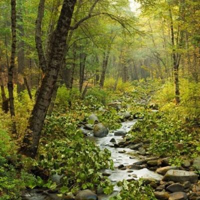 咪乐官方下载入口